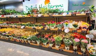 Dalat Hasfarm thâu tóm công ty hoa tươi tại Úc