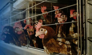 Hòa Phát IPO mảng nông nghiệp