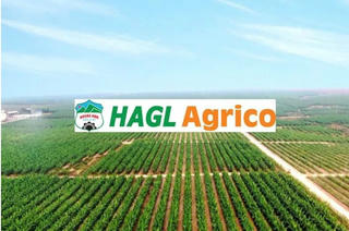 HAGL bán hết cổ phiếu HAGL Agrico
