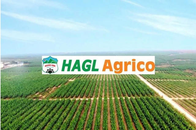 HAGL bán hết cổ phiếu HAGL Agrico