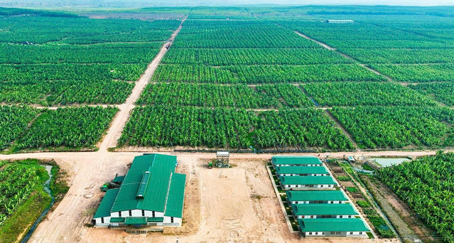 HAGL Agrico lên kế hoạch bán 20% cho hai nhà đầu tư