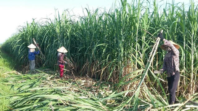 Tập đoàn TH mua cổ phần công ty mía đường Cao Bằng